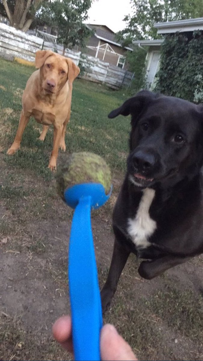 SDDogs1's tweet image. Annie and Sami, Dickinson