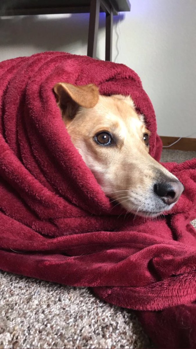 SDDogs1's tweet image. Grace, rapid city