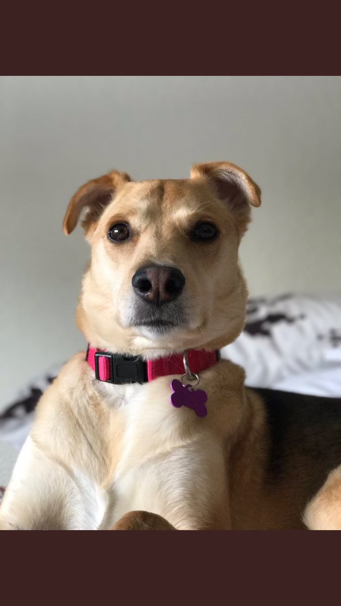 SDDogs1's tweet image. Grace, rapid city