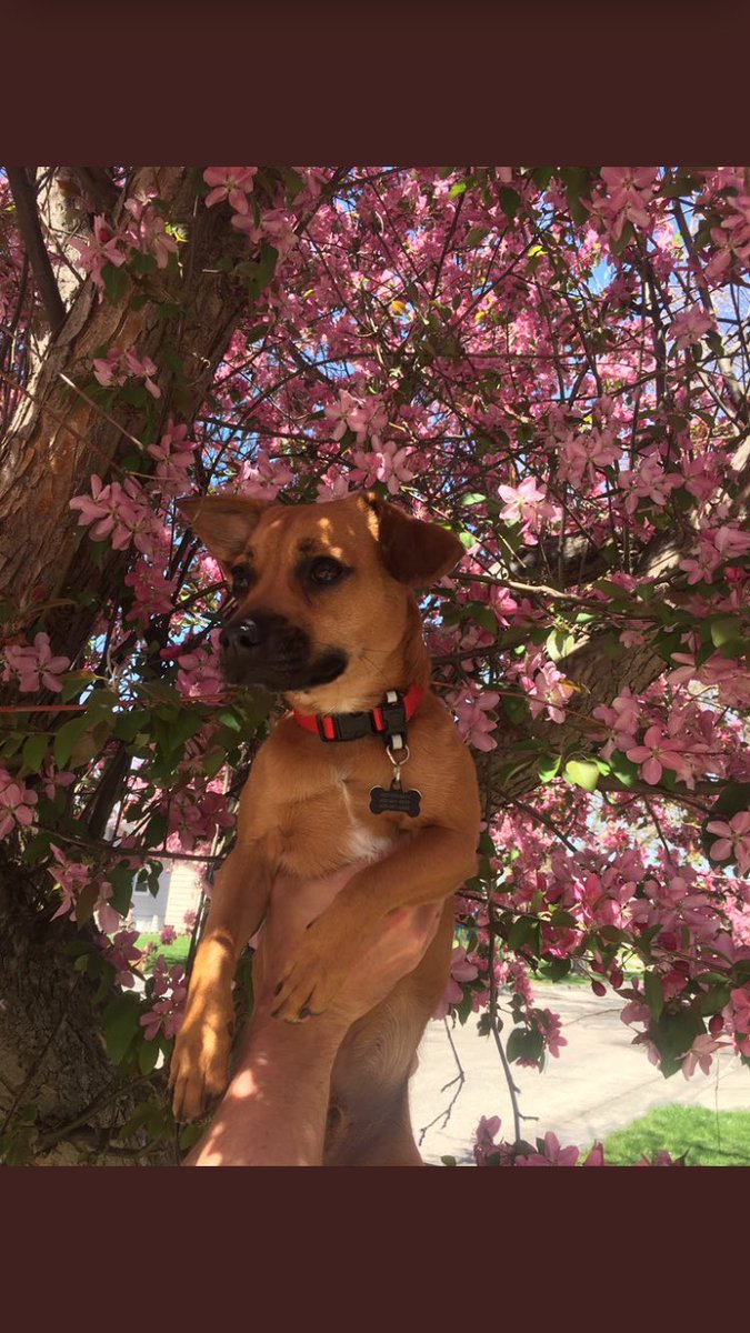 SDDogs1's tweet image. Griffen, rapid city