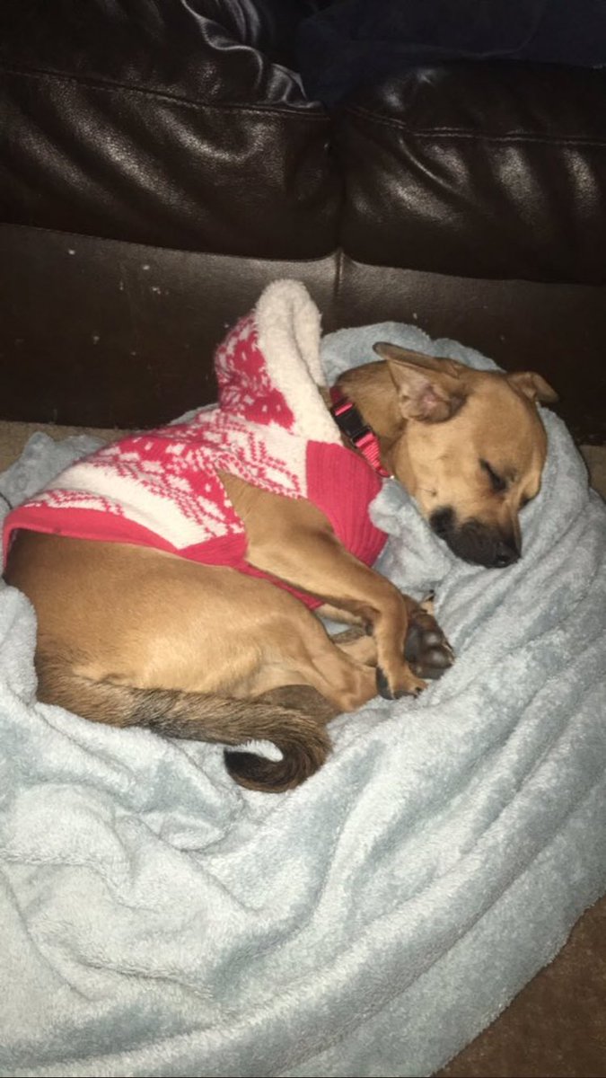 SDDogs1's tweet image. Griffen, rapid city