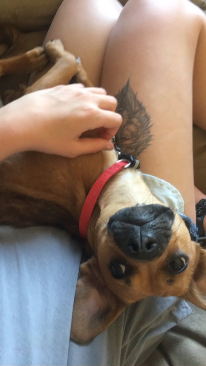 SDDogs1's tweet image. Griffen, rapid city