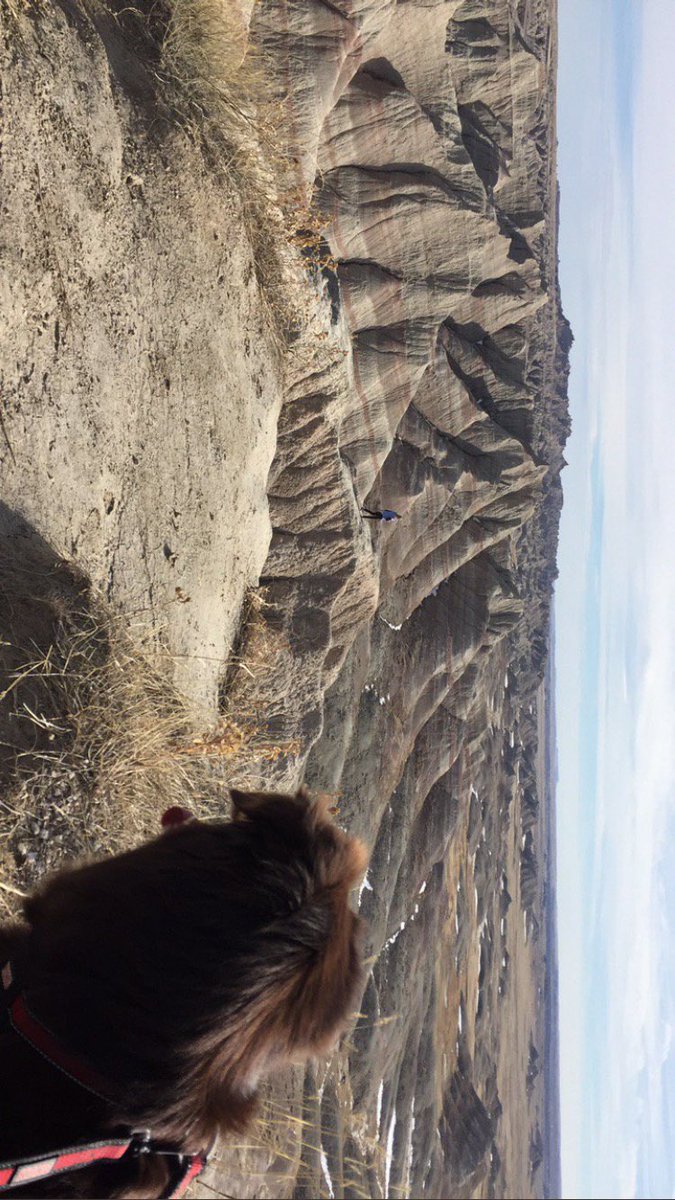 SDDogs1's tweet image. Red, rapid city