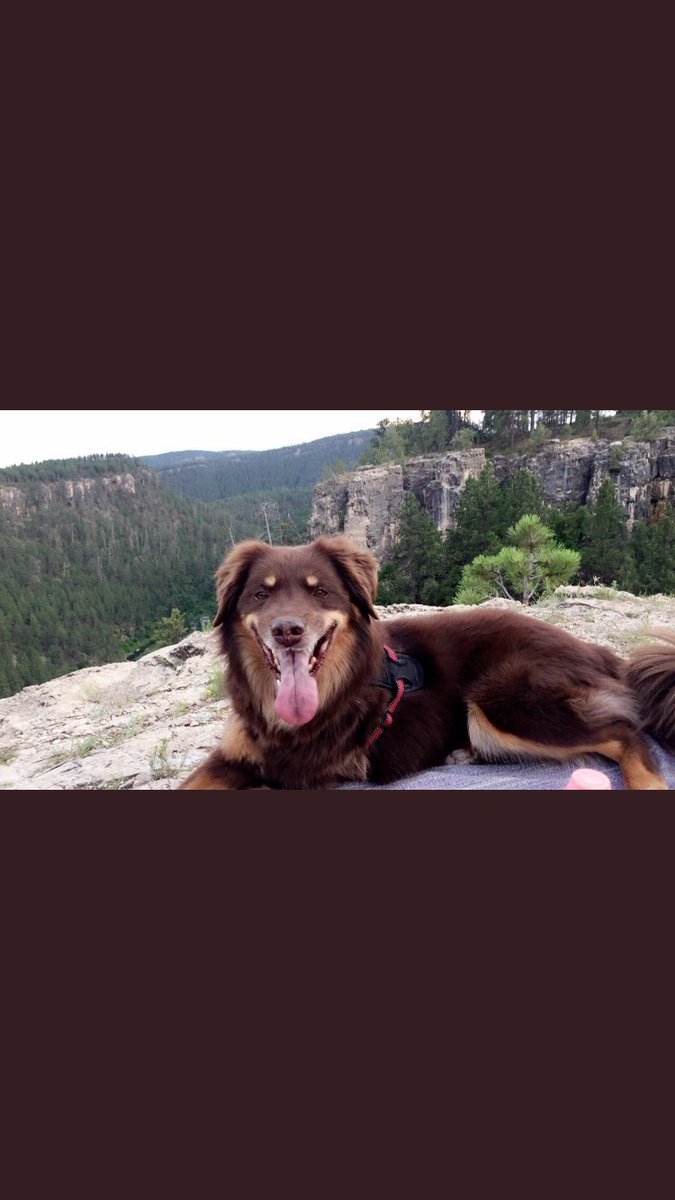 SDDogs1's tweet image. Red, rapid city