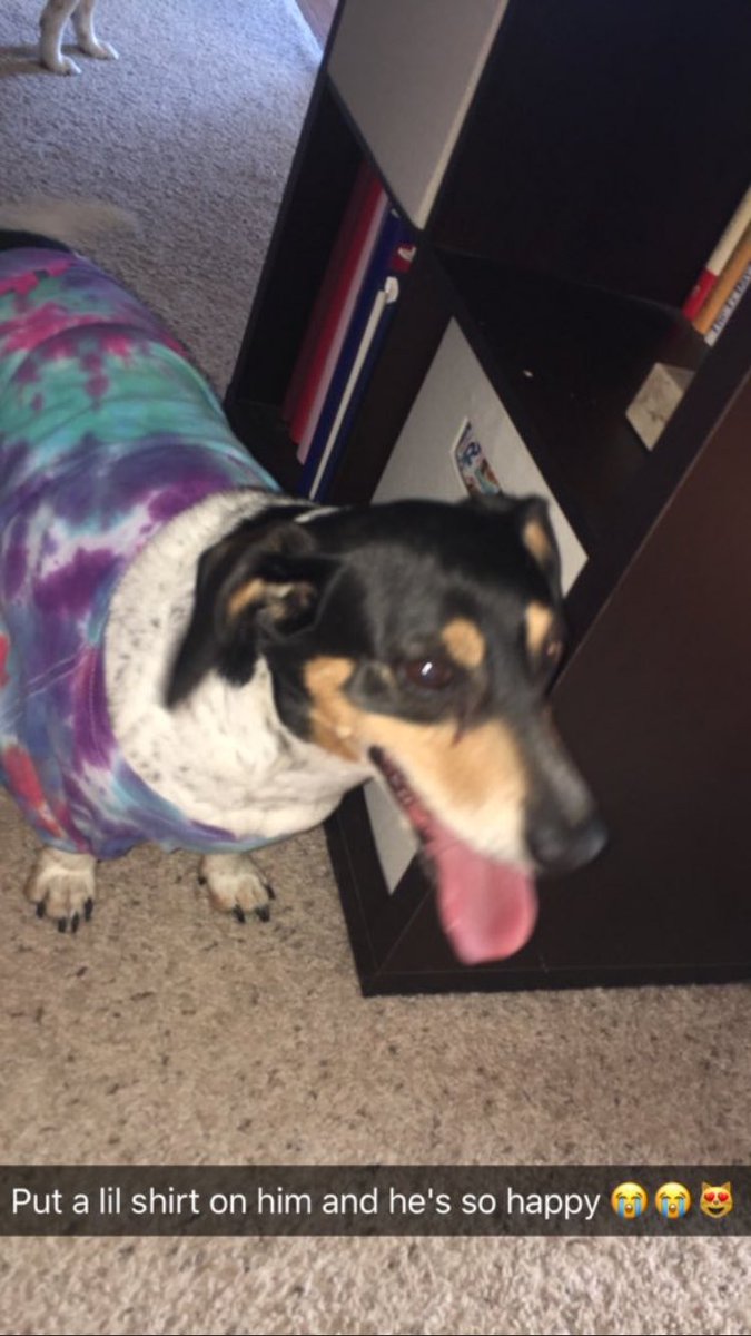 SDDogs1's tweet image. Perrie, rapid city