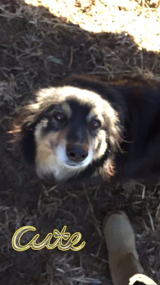 SDDogs1's tweet image. Derk, Brandon