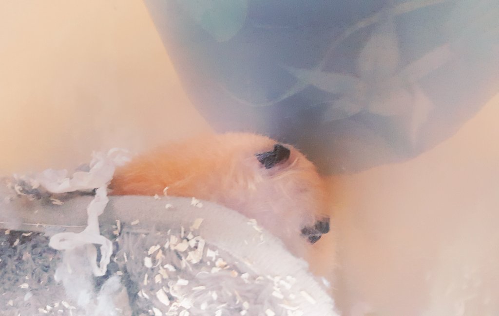HamBreads's tweet photo. ㅋㄱㄱㄱㅋ집놔두고 왜 여기서 이러고자 https://t.co/peVLfZHXi6