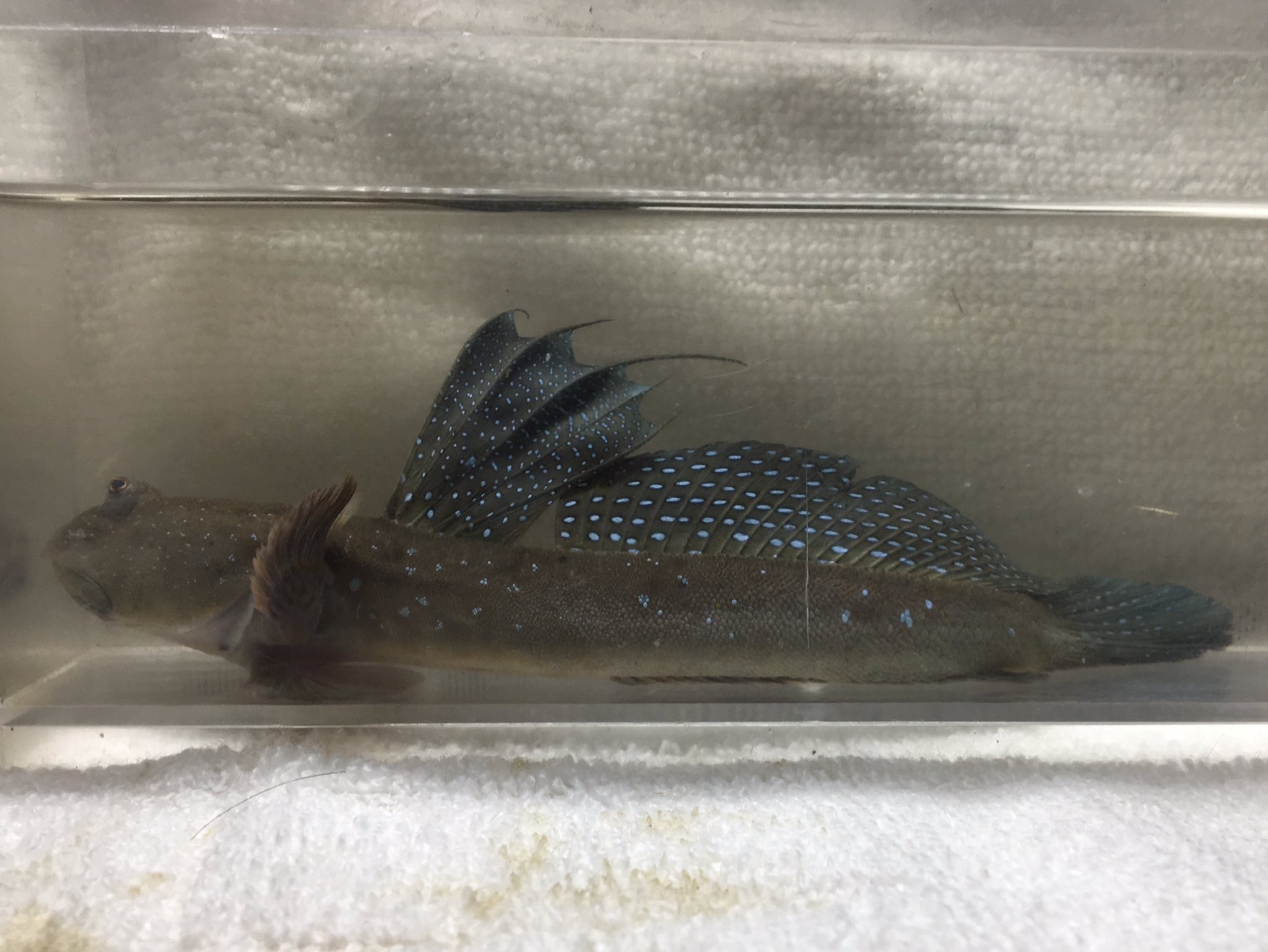 受口石斑魚 A Twitter トビハゼ ミナミトビハゼ ムツゴロウ トカゲハゼ 干潟のぴょんぴょんするハゼ制覇 T Co 4nkojvkg Twitter