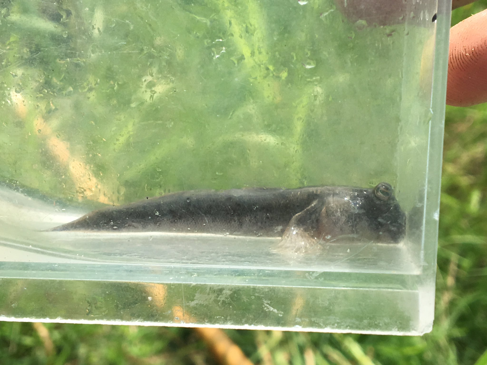受口石斑魚 トビハゼ ミナミトビハゼ ムツゴロウ トカゲハゼ 干潟のぴょんぴょんするハゼ制覇 T Co 4nkojvkg Twitter