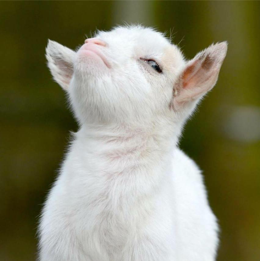 patrickhaesler1's tweet photo. today marks day 15 that I have not used a plastic bag or take-away coffee cup. *insert smug goat* #MARK320 #socialchange #reduceplastic https://t.co/60ovssYYry