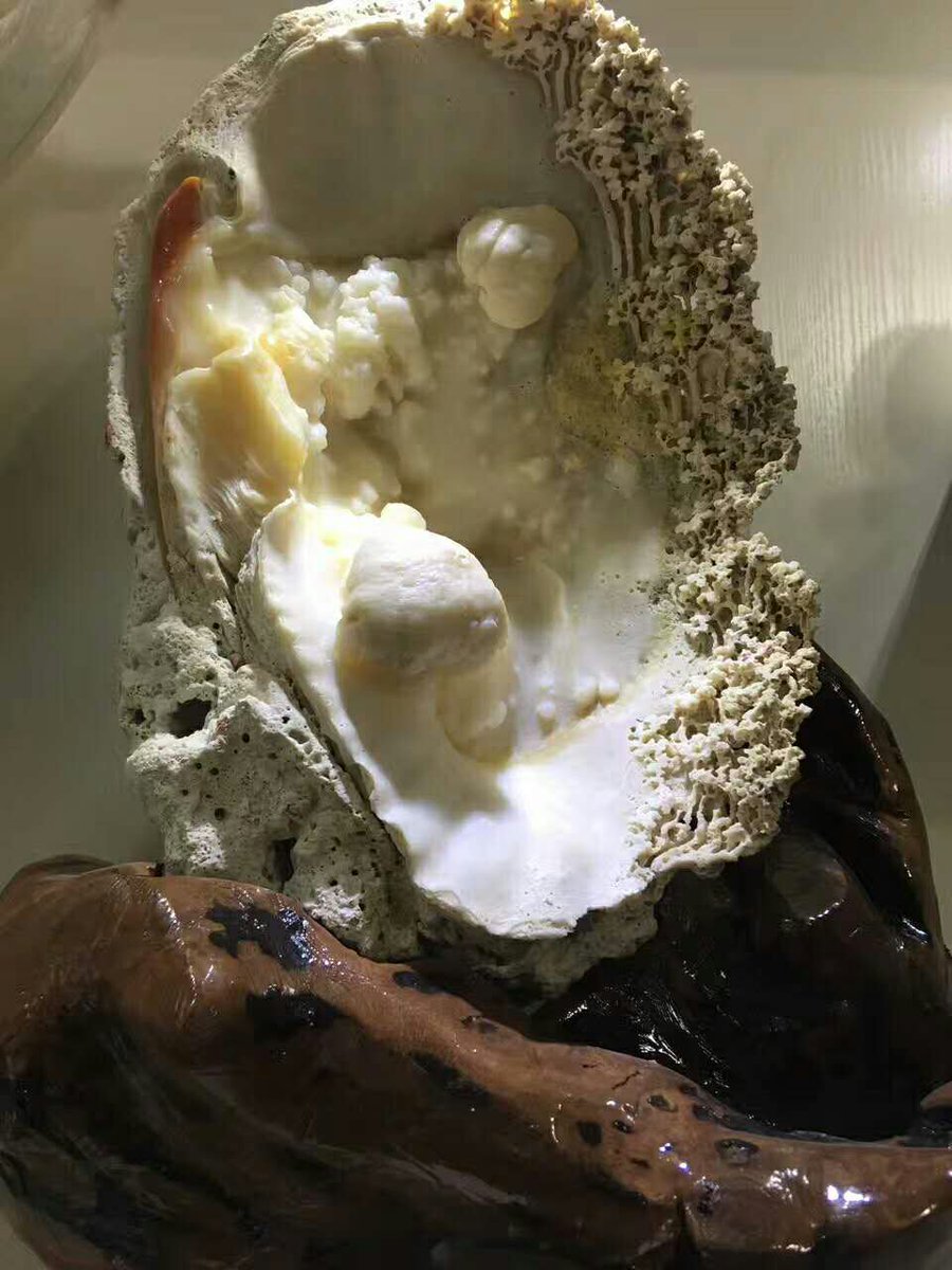 Yan57346959's tweet photo. 南海的第一奇石！ 黄岩岛的血砗磲工艺摆件，收藏价值极高。 https://t.co/gwJM4AJS4z
