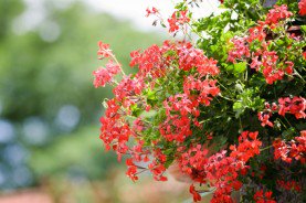 Un exposé complet sur les #mursvégétaux ainsi que leurs avantages et inconvénients #livingwall po.st/Roveyc