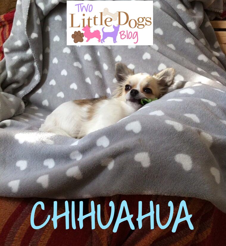 2littledogsblog's tweet photo. CHIHUAHUA https://t.co/j3bKcDxzFx https://t.co/b7JSas2A4L