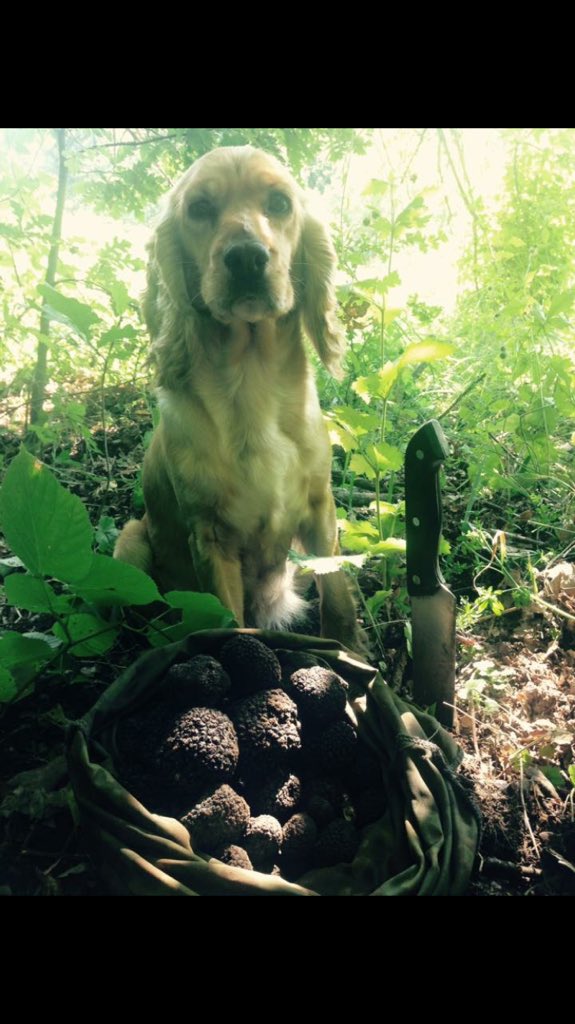 ddtruffles's tweet photo. @JeremyClarkson Have to love fresh truffles on scrambled egg 🍳 https://t.co/uP6hnzQINK
