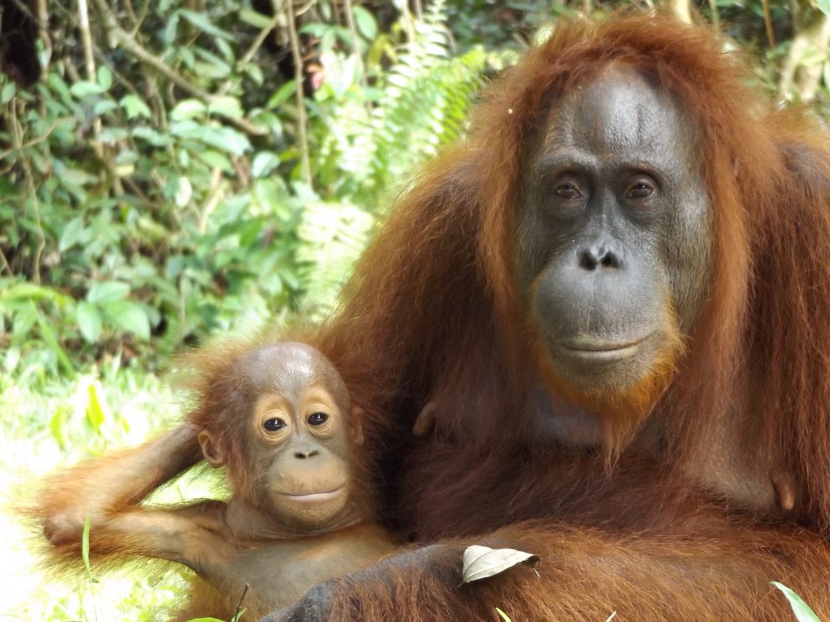 OrangutanTOP's tweet photo. Mum Acuy & baby Ariel are loving life in the jungle surrounding Camp Rasak, Central Kalimantan 🐵💕 #theorangutanproject #Acuy #Ariel #OFUK https://t.co/dTiXghB0w9