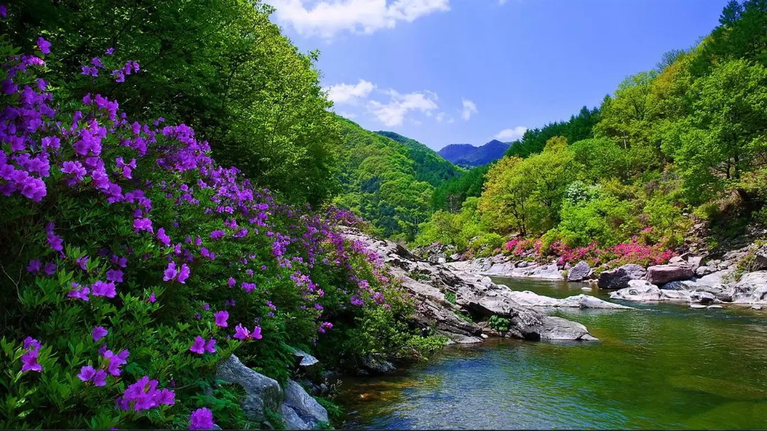 SimranHoliday3's tweet photo. #Heavenly #Beautiful #FlowerValley #Uttrakhand #IncredibleIndia🇮🇳 https://t.co/CNRZjCsWfh