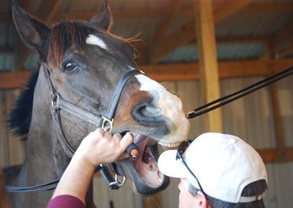 _TheBackman's tweet image. Healthy Teeth Make for a Happy Horse buff.ly/2v4FbYo