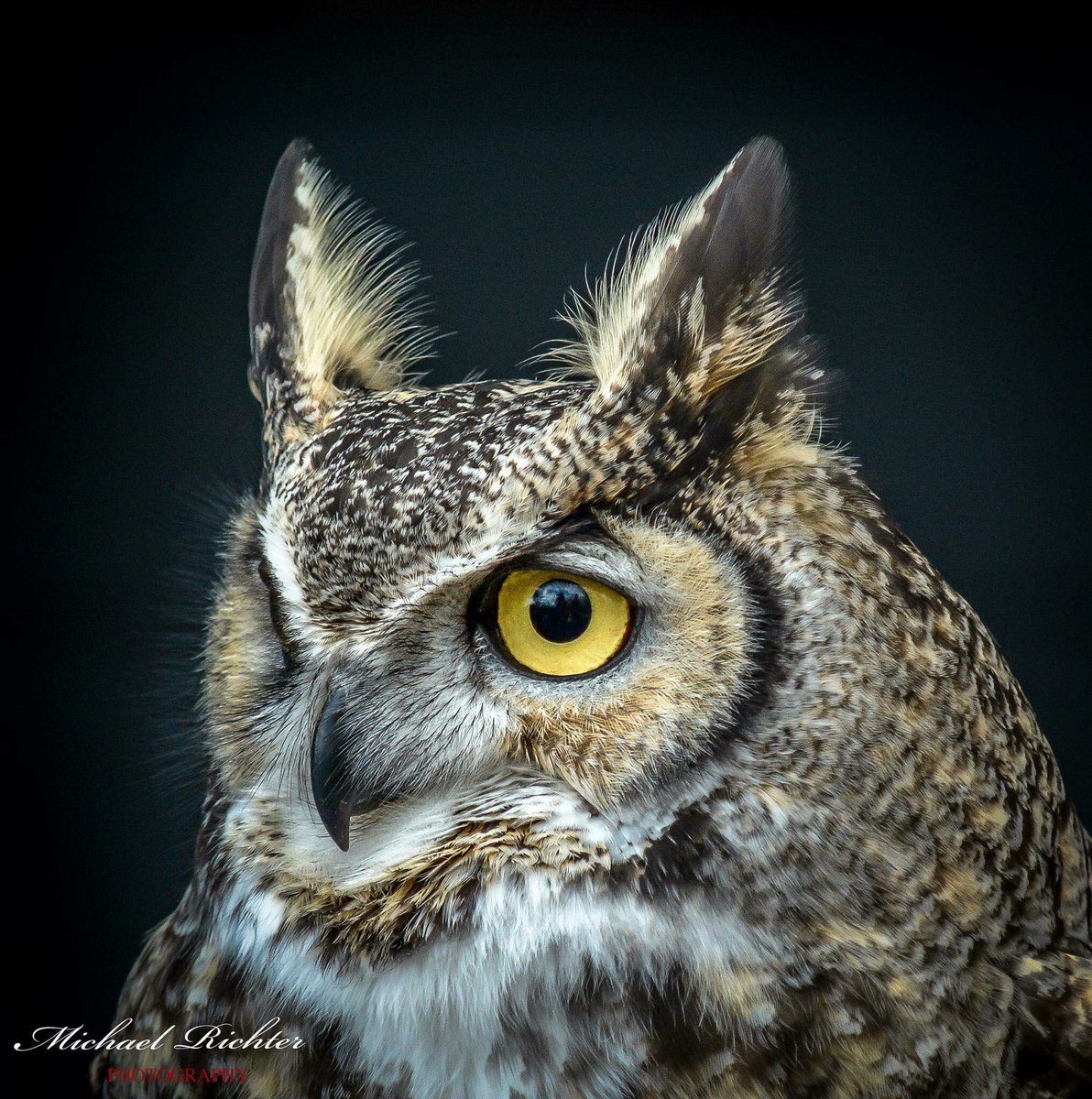 JJAC_Millgrove's tweet photo. Wonder how owls react to the change in the sky? We will be doing a Facebook Live from 2:30-3:00 pm. #SolarEclipse #SolarEclipse2017 https://t.co/FXL9KctFIA