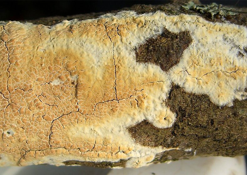 Croft_Ltd's tweet image. What is the difference between dry rot and wet rot? goo.gl/94j8g7 #property #propertyproblems #dampproblems #dryrot #wetrot