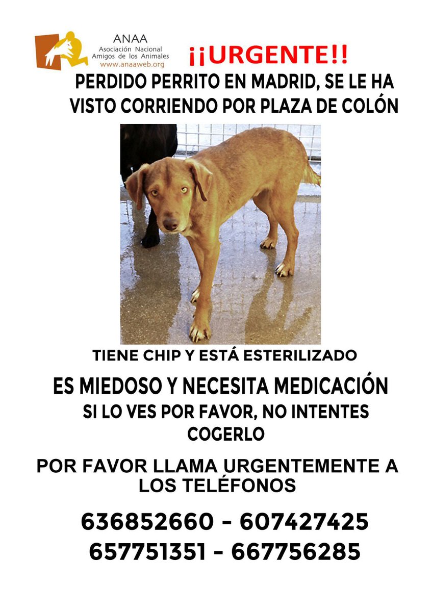 asociacion_anaa's tweet image. SOS #AnimalesPerdidos en Madrid centro. Es muy miedoso. Por favor, cualquier aviso, llamadnos a los números indicados.
