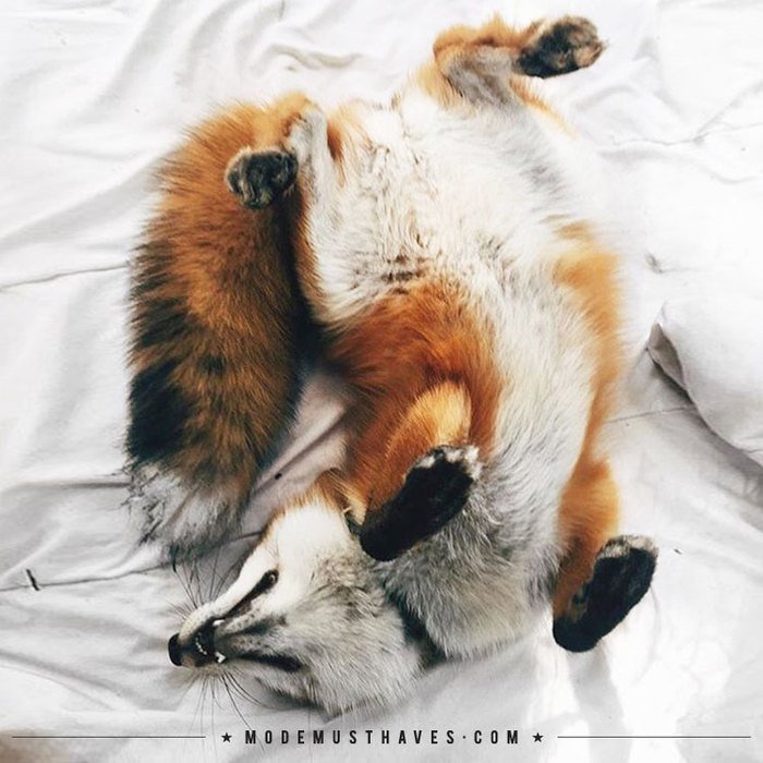 Nog 1 keer snoozen dan?   modemusthaves.com