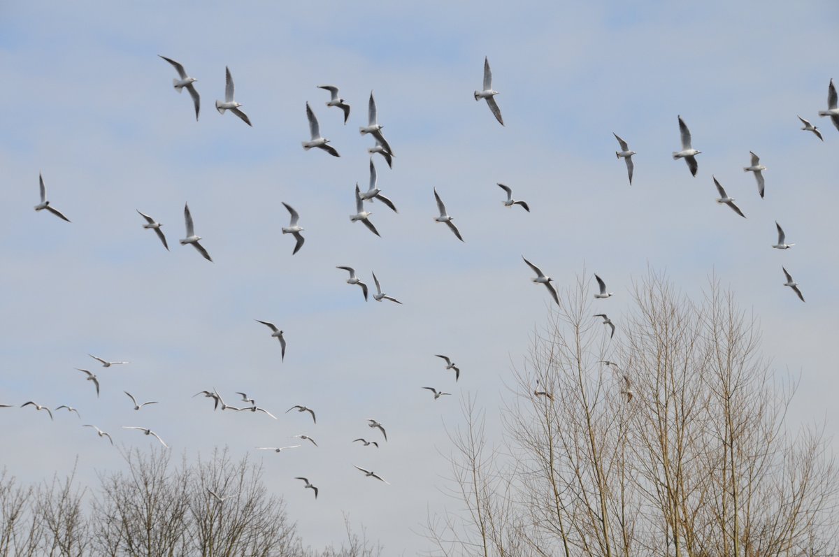 There is no such thing as a #Seagull There are various species of #Gull in the UK only 3 of which are #ProblemBirds in UK none are seagulls!