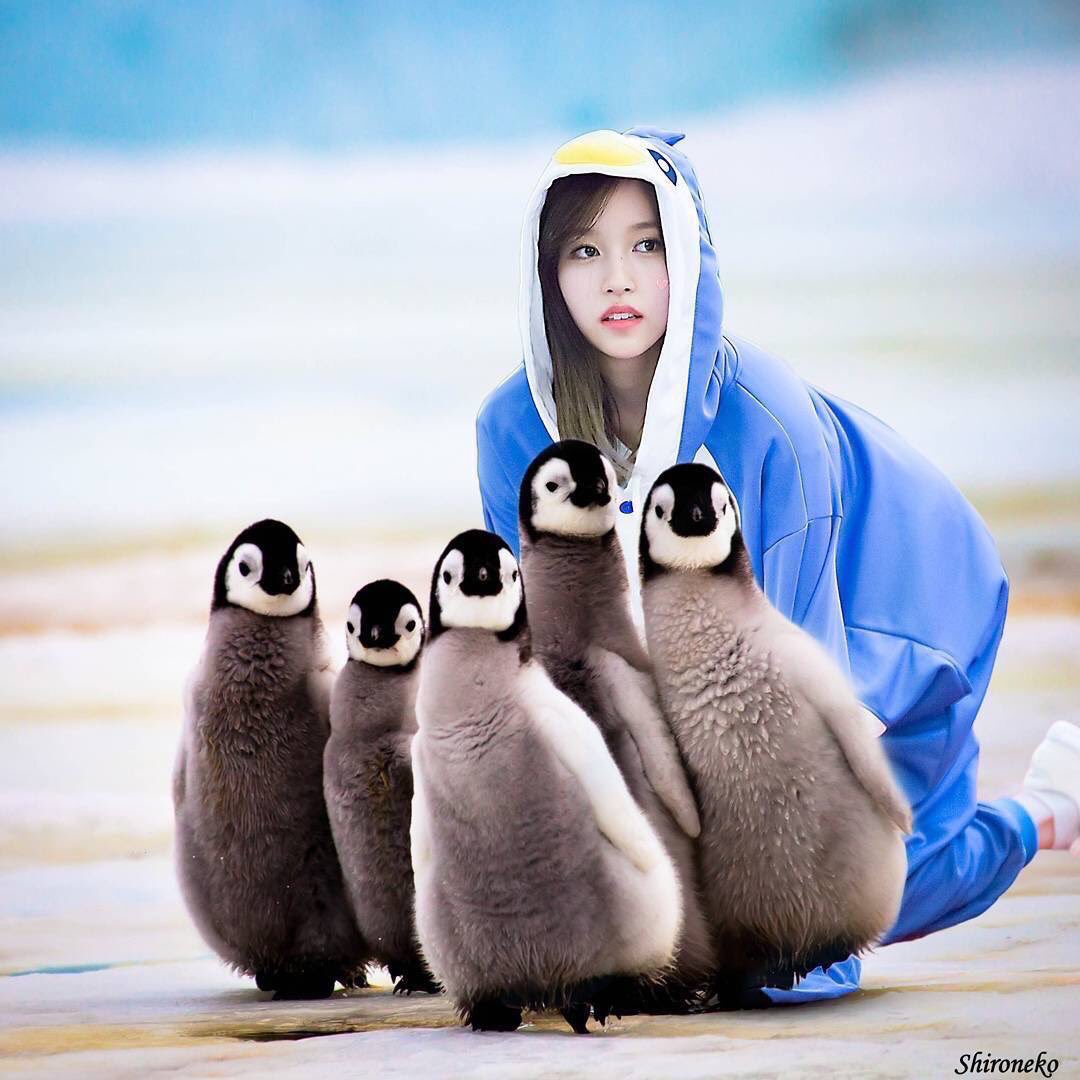 미나 ミナ בטוויטר どっちが可愛いとおもう ペンギン いいね みなペンギン Rt