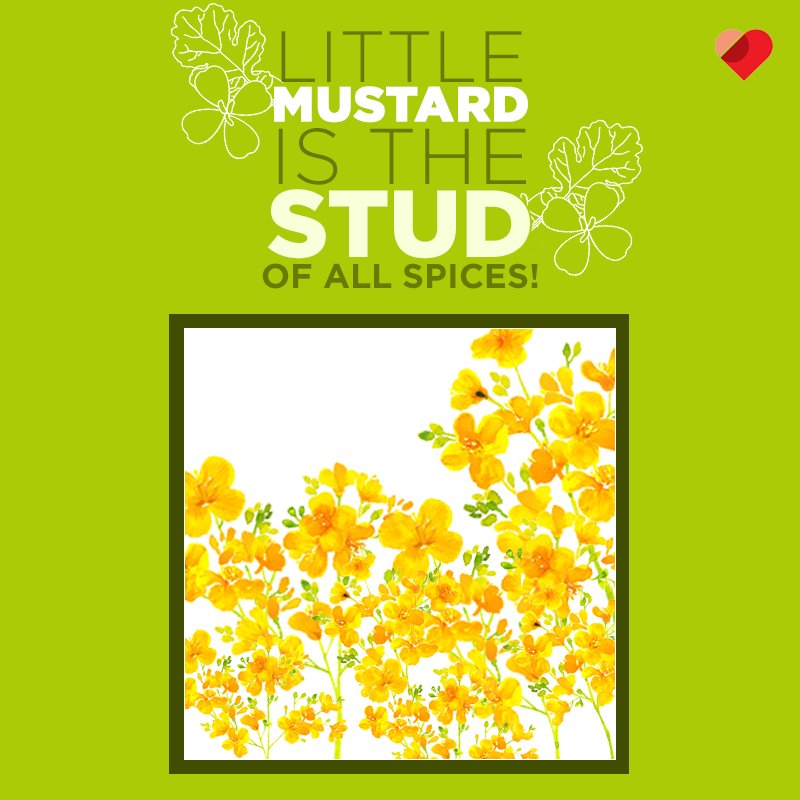 GetKyored's tweet photo. The little, next to invisible mustard (rai/sarso) in your food is full of protein, calcium, omega-3 &amp; Omega-6 fatty acids, and vitamins! https://t.co/KEx4rZqGiH