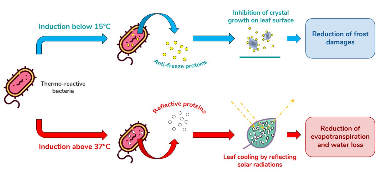 iGEM_IONIS's tweet photo. The #softershock technology !
#biology #iGEM #engineering #antifreeeze #droughtproof #biologicalsolution #frenchtech https://t.co/rpYQLwAx8n