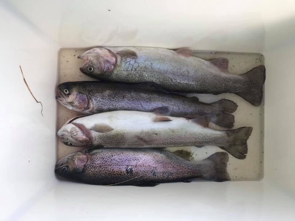 AngelsportSH's tweet photo. Petri! #fangwas
📍Brokenlande
#angeln #fishing #forelle #trout https://t.co/CbfOkQp5Ts