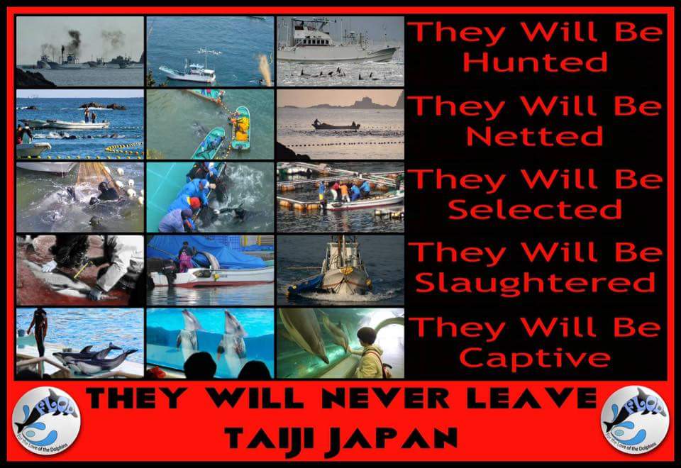 dolphin_angels's tweet photo. #Dolphins WILL BE hunted! netted! &amp; selected! to be #slaughtered Or made #captive! For 6 months from 1 #September of every year until we all #stop going to #dolphin #shows and #aquariums! #Japan #eajapan https://t.co/WxSZW3os1t