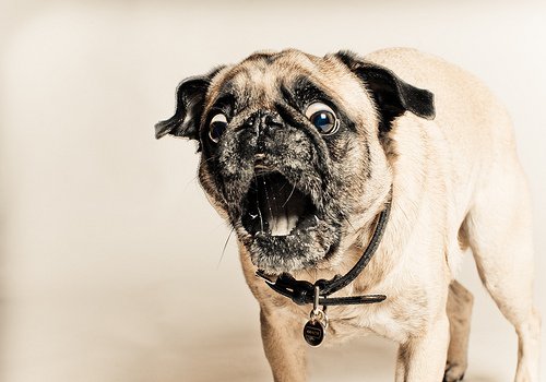 犬猫あるある 犬あるある うれしょん 犬 いぬ 犬好きさんと繋がりたい