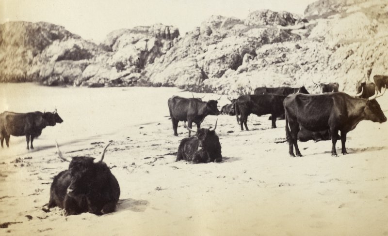 Coos on a beach! Happy #coosday! #coos #cows 
scotlandsplaces.gov.uk/record/hes/154…