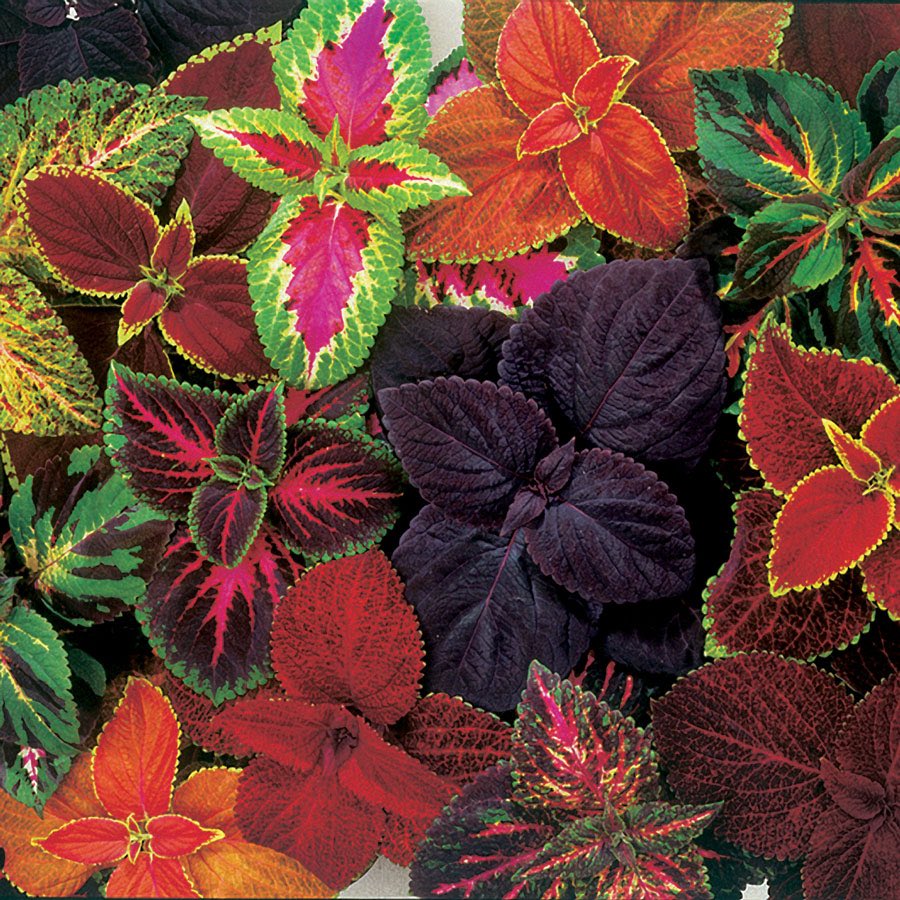 McGuiresOutdoor's tweet photo. #Coleus #Evergreen #Perennial #Fullsun #Partialshade Well drained moist #Soil #Pest #Slugs #Leafspot #mcguiresoutdoors.com Follow #Facebook https://t.co/XyuPTkq9H8