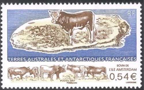 Rozzi_Roberto's tweet photo. Read more about the first stage of #island #dwarfing and the feral #cattle from #Amsterdam Island in our new work: https://t.co/a1ycH3MO7C https://t.co/T3dGX6ei7B