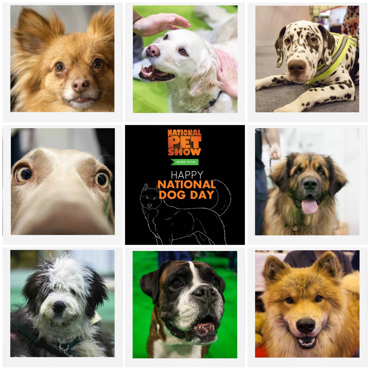 nationalpetshow's tweet photo. Today is a very special day...i'ts #NationalDogDay 🐶💗 https://t.co/pex78cdjNK