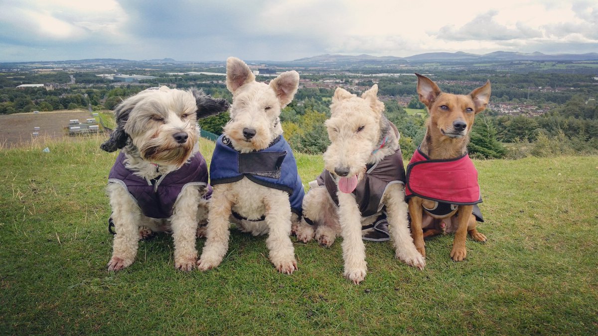 walkurdog1's tweet photo. Adventures of a Dog Walker. #adventuresofadogwalker #dogs #dogwalking https://t.co/g6qZ517t00