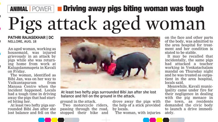 sudhakarudumula's tweet image. #pigattack in #nellore #andhrapradesh pitiable civic administration