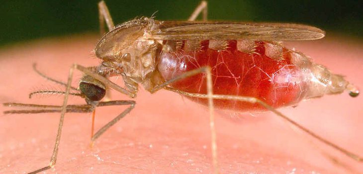 Detectan caso de malaria en San Antonio sanantonioinforma.cl/?p=4153