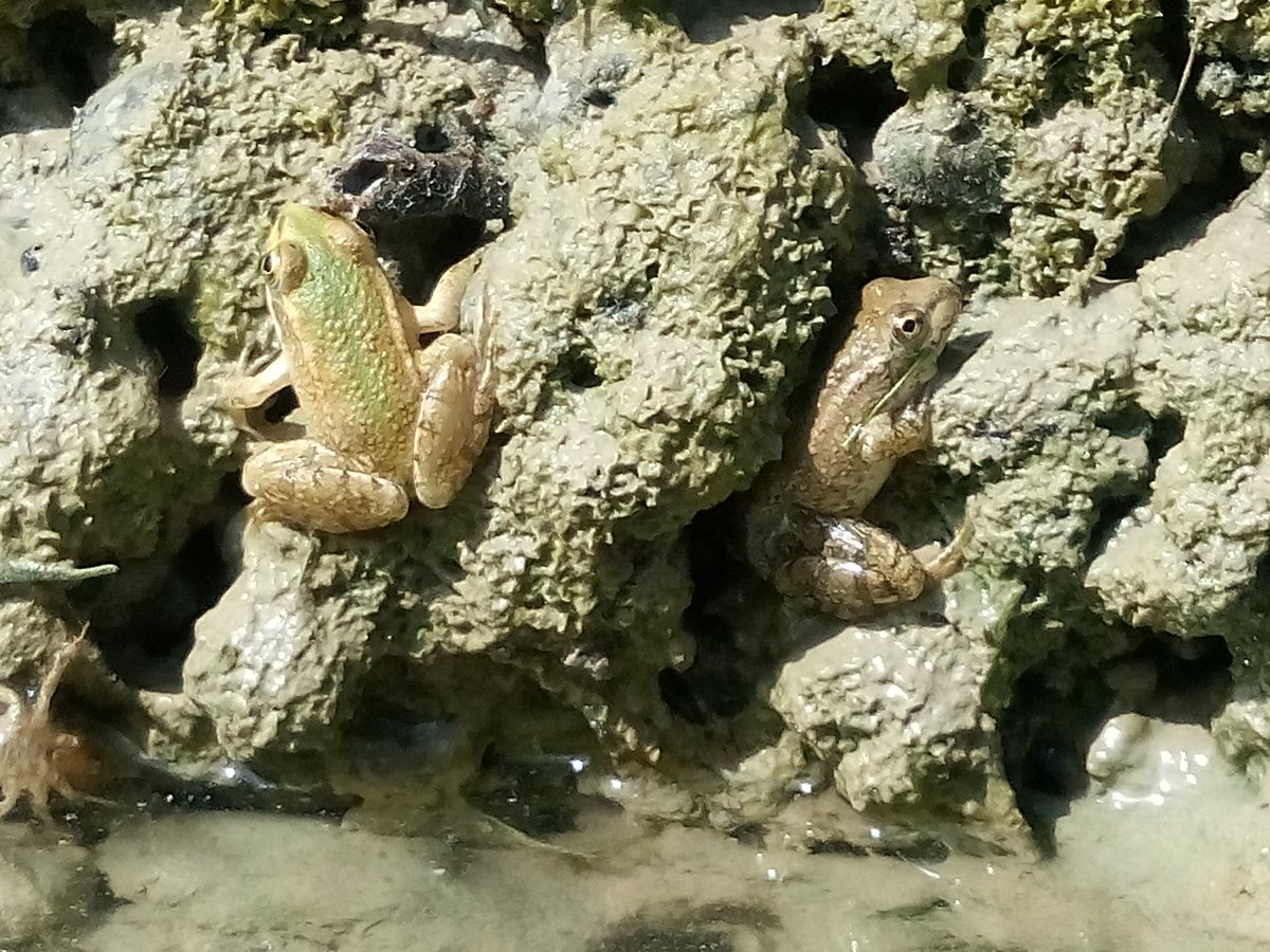 pedromackenzie's tweet photo. Caudal ecológico y calidad #agua vitales para #Biodiversidad #acequias #RioSegura Papel #escurridores🔝  sistema circulatorio hidráulico 🐸🐍🐚💧 https://t.co/wGmHjx1quN