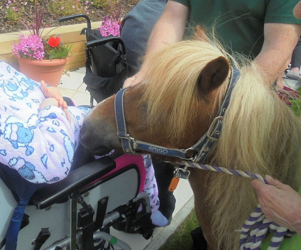 HopePastures's tweet photo. Did you know not only Muffin @MuffinTMule has his own twitter account but also our therapy pony Sago now has one @sagotherapypony https://t.co/XWSBe9h54h