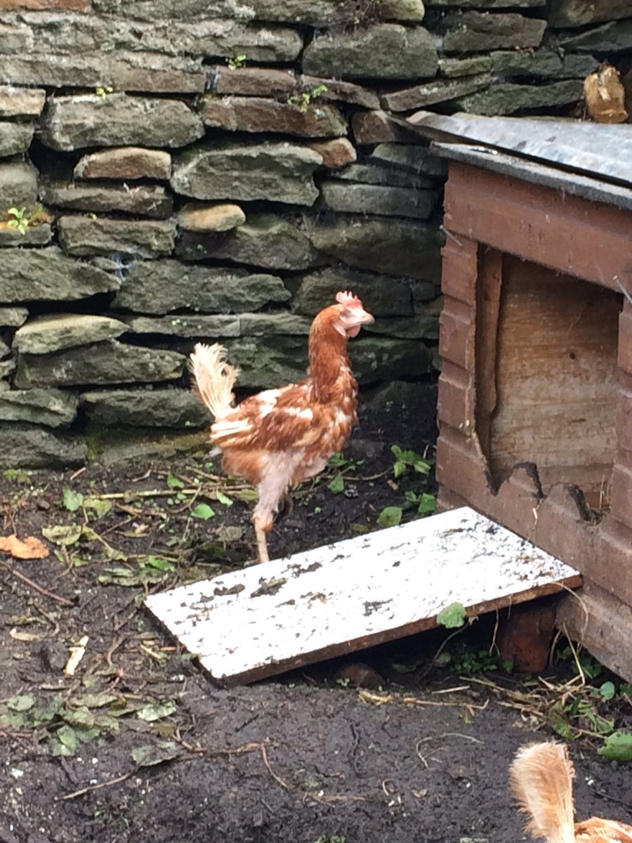 We are sourcing eggs from these rescue hens for our #artisan #marshmallows #social #responsibility #mondaymotivation  #mallowmondays