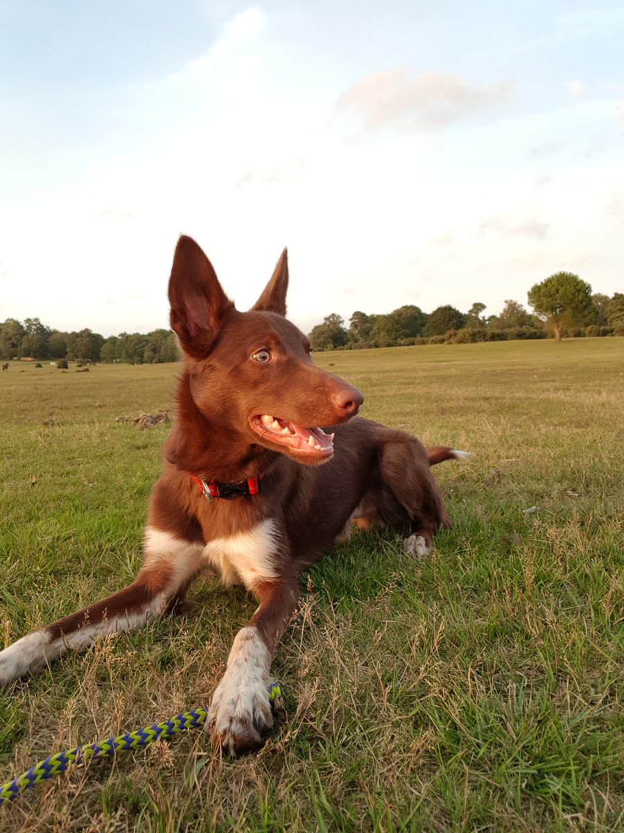 Search Dog Rusty tweet media