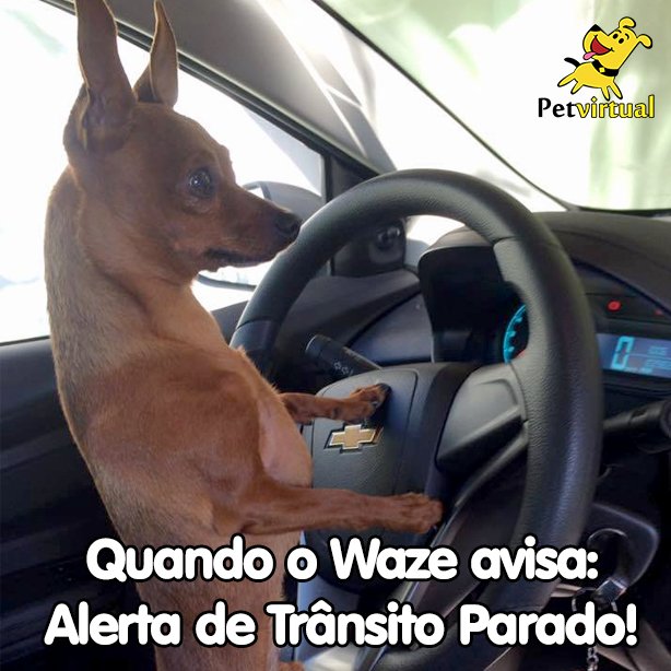 Pet_Virtual's tweet image. Só pra começar o dia bem!

#bomdia #moods #pets
