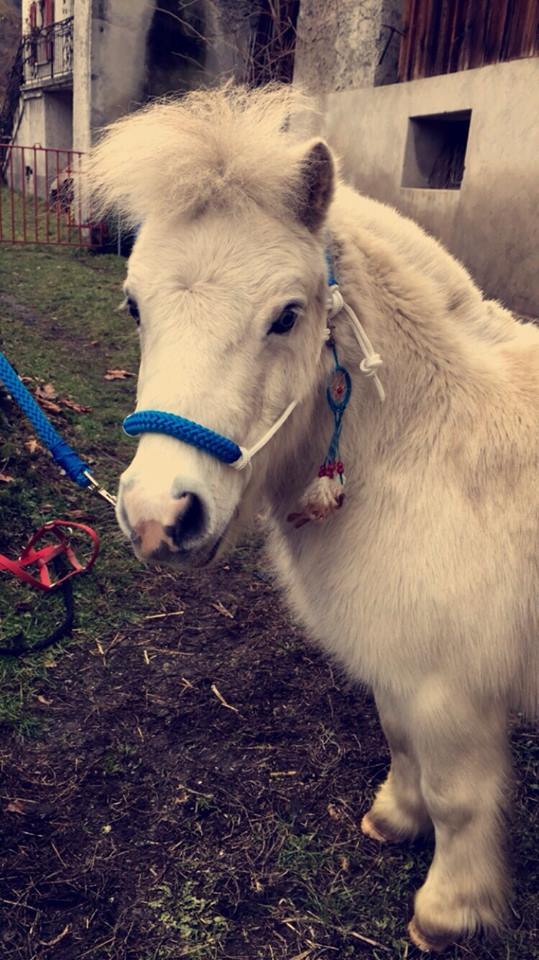 swisshorseshop (@swisshorseshop) on Twitter photo 