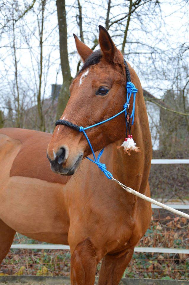 swisshorseshop (@swisshorseshop) on Twitter photo 