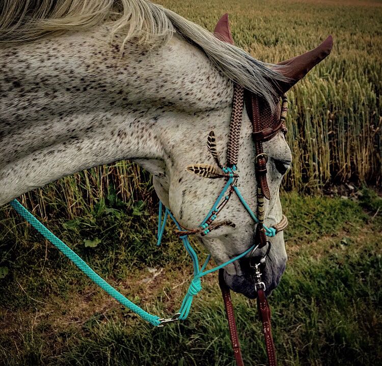 swisshorseshop (@swisshorseshop) on Twitter photo 