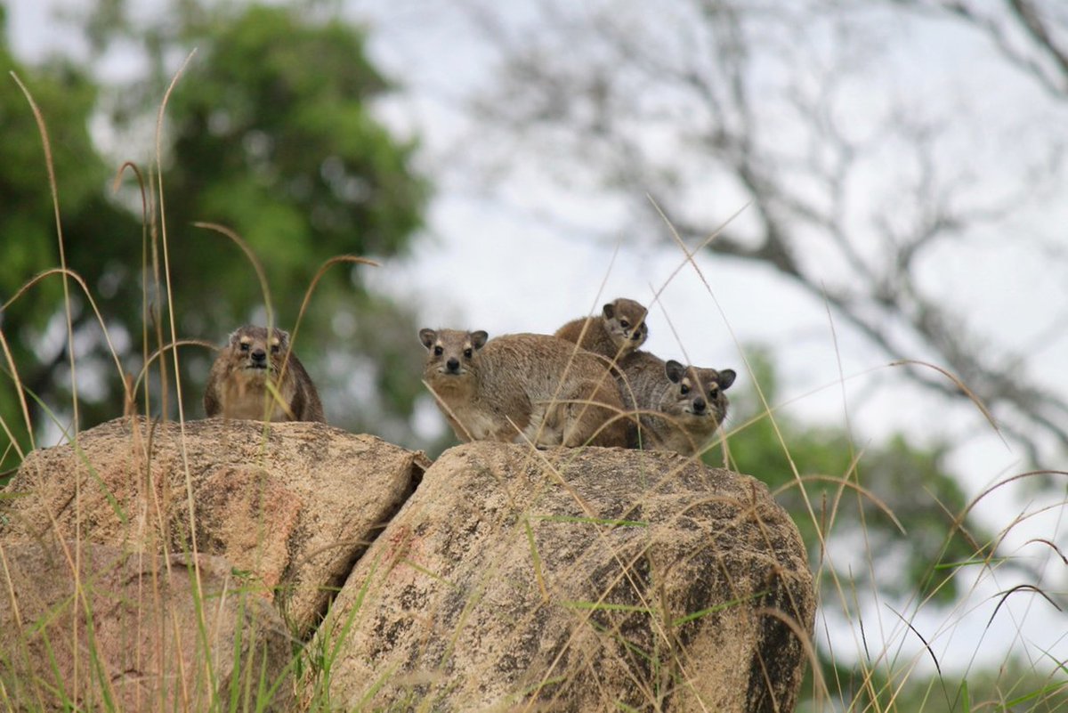 NimaliTarangire's tweet photo. “All good things are wild and free"
#Nimali #Tarangire

#NimaliAfrica #NimaliTarangire #Luxury #Traveler #Nature #Safari #SafariInStyle https://t.co/VmohlAzWqk