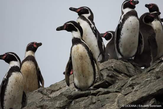 Visualizza l'immagine su Twitter