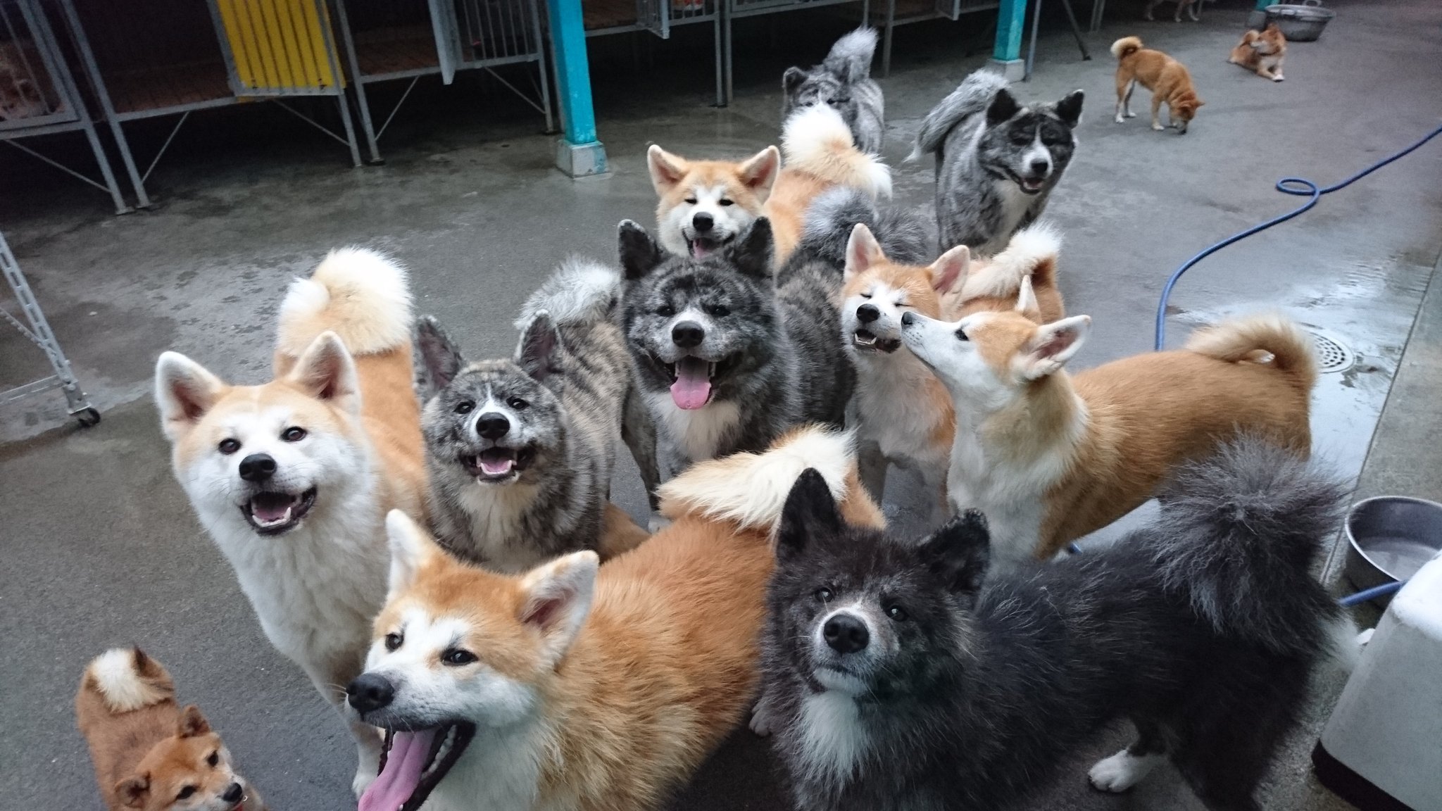 ひーちゃん V Twitter わじゃわじゃ秋田犬集合 秋田犬 秋田犬赤毛 秋田犬虎毛 秋田犬群れ ひーちゃん V Twitter わじゃわじゃ秋田犬集合 秋田犬 秋田犬赤毛 秋田犬虎毛 秋田犬群れ
